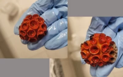 Coral invasor é resistente a compostos biocidas usados em tintas de navios e plataformas, revela estudo