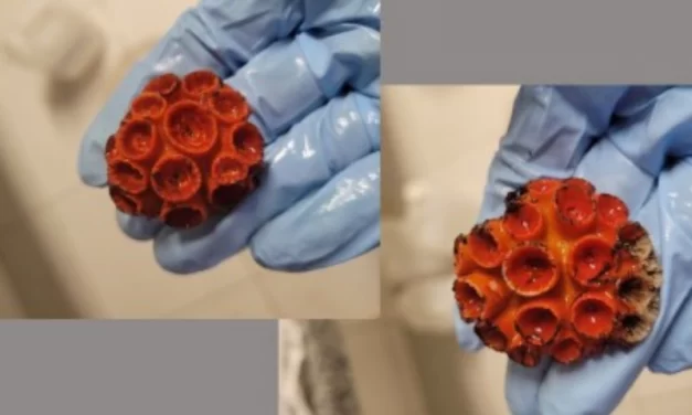 Coral invasor é resistente a compostos biocidas usados em tintas de navios e plataformas, revela estudo