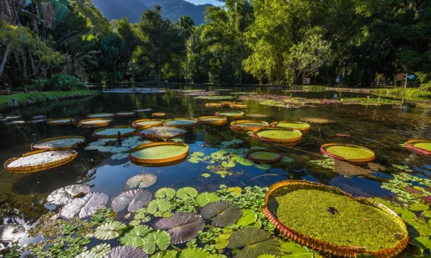 A microbiologia intrinsecamente ligada à vida